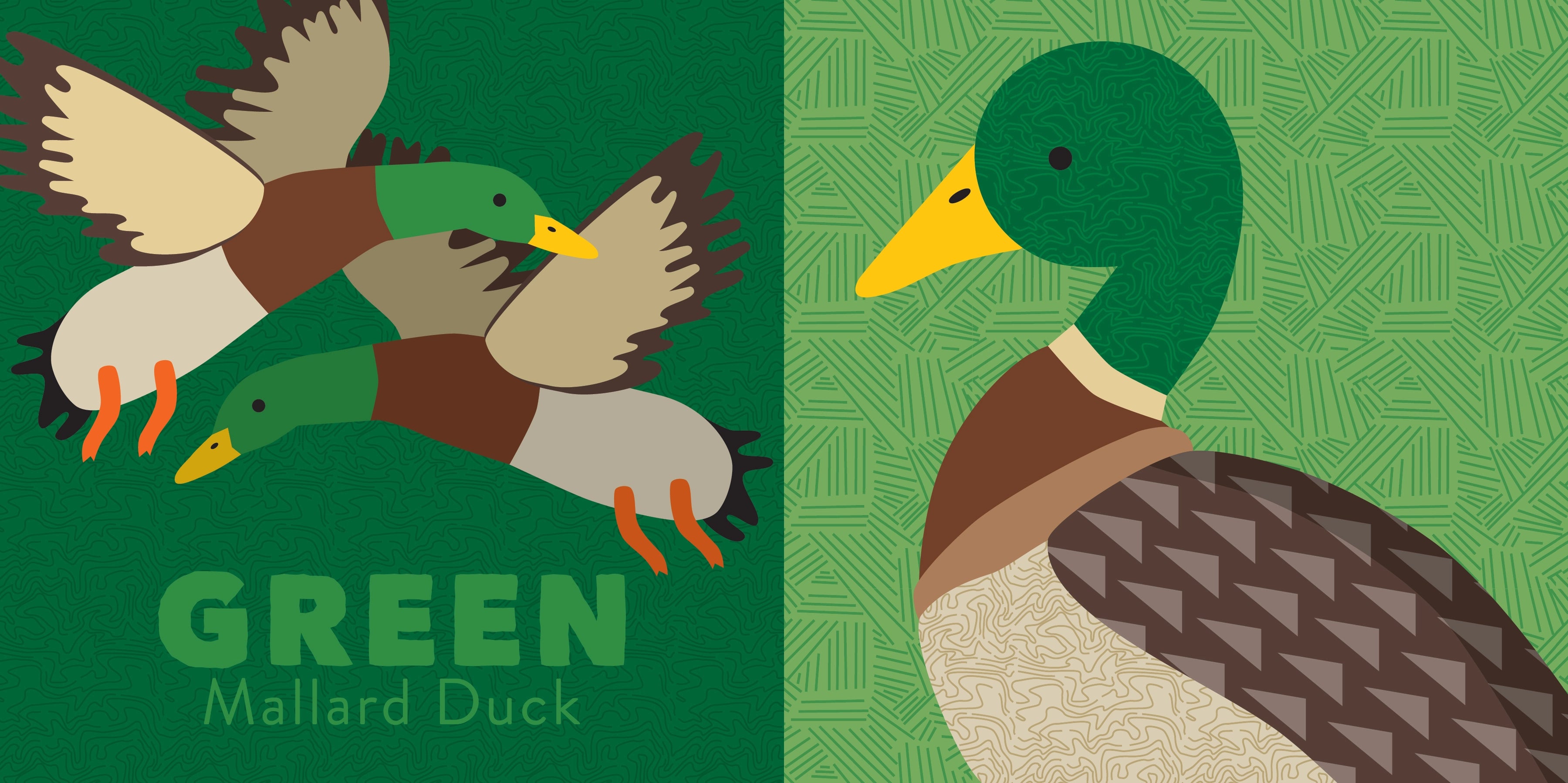 Illustration of a mallard duck on a green background with the word &