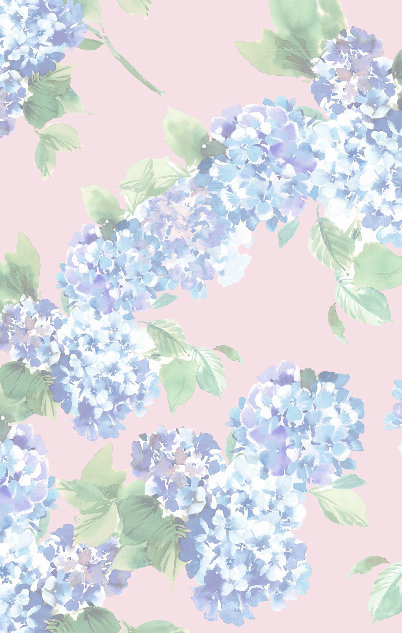 Blue hydrangea flowers on a pink background